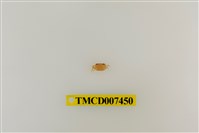 藏品(拉氏清溪蟹)的圖片